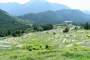 千枚田,三重県,田園,田植え,米,水田,日本の風景,熊野