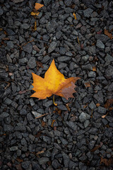 autumn leaves on the ground