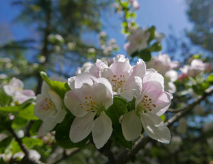delicate e romantiche piccole rose bianche in primavera