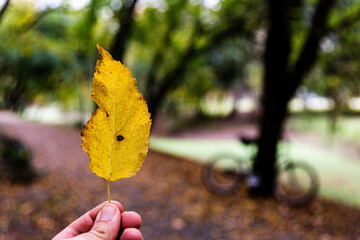 autumn leaves in the park