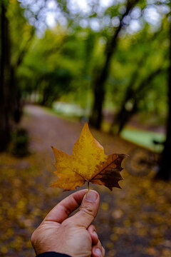 autumn leaves in the hand