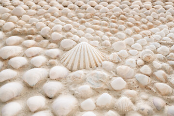 A wall lined and decorated with natural seashells.
