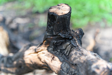 close up scorch tree trunk after burnt in the forest.
