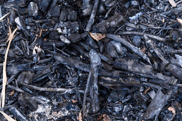 close up scorch tree trunk after burnt in the forest.