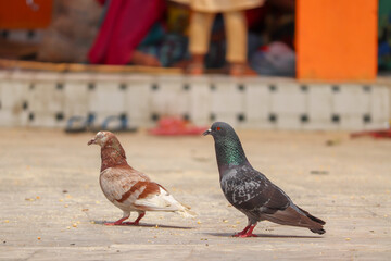 Two brown and blue pigeons with the same pose  