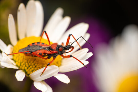 Assassin bug Rhynocoris on a flower