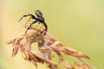 Napoleon crab spider (Synema globosum)