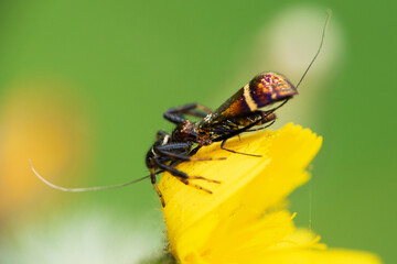 Napoleon spider (Synema globosum) on a flower eating a butterfly