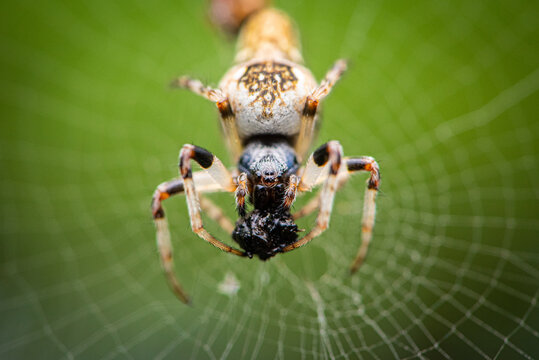 Trashline orbweaver spider (Cyclosa sp.)