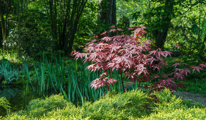 Japanese maple Acer palmatum Atropurpureum on shore of beautiful garden pond. Young red leaves...