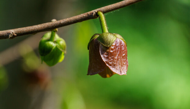 Close-up purple flowers of Asimina triloba or paw paw tree in spring garden against green blurred backdrop. Spring concept. Selective focus. There is place for text.