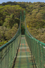Green suspension bridge. Between the trees. Travel concept, walking, hiking, nature, uncrowded. Cloud forest. Costa Rica.