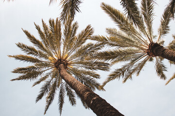 Date palms seen from below with the sky in the background. Palm trees with long trunks and expanded leaves. Summer vibes, vacation and relaxation concept.