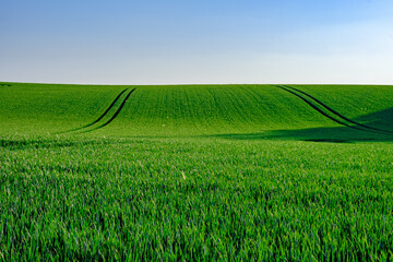 green wheat field