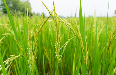 Fototapeta na wymiar rice field with rice flower close up shot blur background