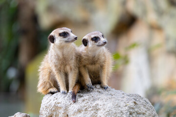 Meerkat stand on the rock and look around