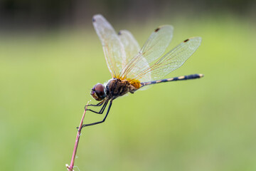 Yellow dragonflies are on the flowers in nature.