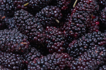 Freshly harvested mulberries in a white plate