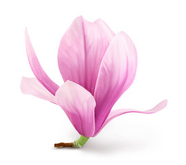 Pink magnolia flower isolated on white background with clipping path and full depth of field