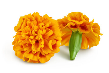 fresh marigold or tagetes erecta flower isolated on white background with clipping path and full...