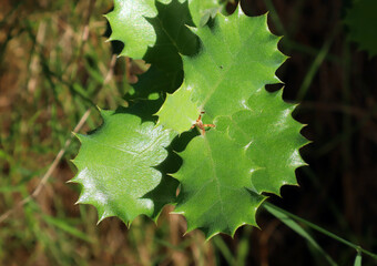 Young fresh ilex leaves close up, prickly leaves, plants mountains of Spain province of alicante