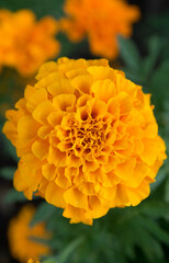 Yellow flower at a garden