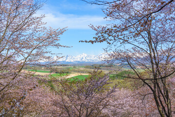 上富良野町 深山峠 満開の桜 5月 （春の北海道・道北観光）