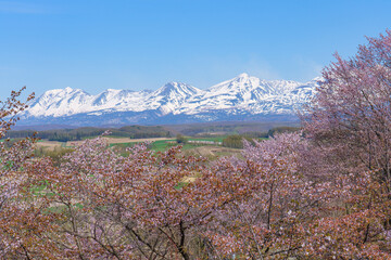上富良野町 深山峠 満開の桜 5月 （春の北海道・道北観光）