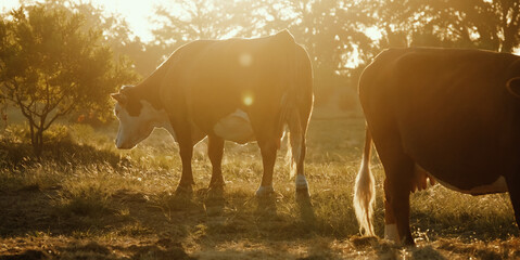 Hereford cattle during sunrise in meadow of western rural beef ranch of Texas. - obrazy, fototapety, plakaty