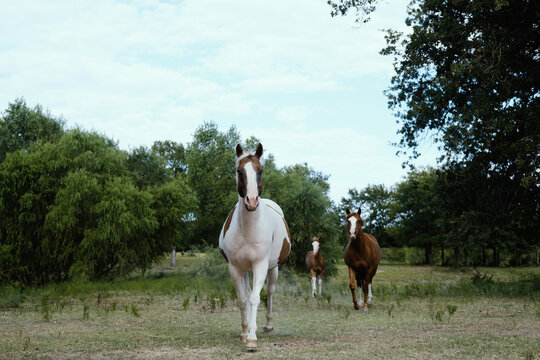 Paint horses run through Texas summer field on rural farm.