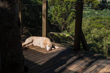 cão raça labrador amarelo dorme ao sol - 506452714