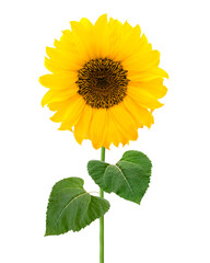 Sonnenblume isoliert vor weissem Hintergrund