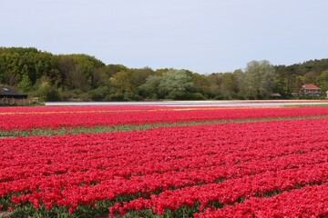 field of colorful tulips