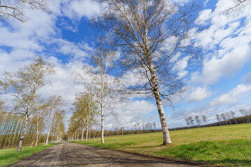 十勝牧場　新緑の白樺並木（北海道・道東観光）