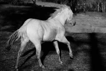 Young white horse running closeup through Texas ranch field