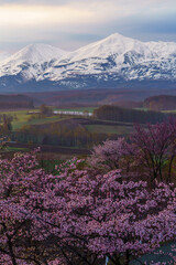 上富良野町 深山峠 満開の桜 5月 （春の北海道・道北観光）