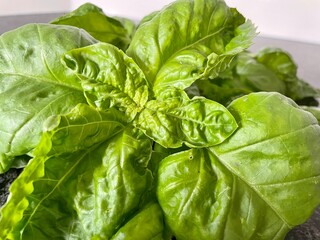 fresh basil leaves