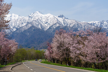東大演習林樹木園桜並木　北海道　富良野観光春