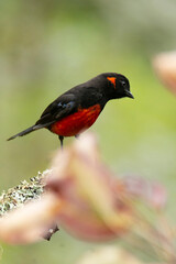 Scarlet-bellied Mountain-tanager
Tangara ventriescarlata
Tangara Roja y azul