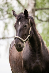 Obraz premium Spring in the village. Horses on pasture.