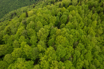 Fototapeta na wymiar Top down aerial view of carpathian mountains covered with trees colored into spring colors The gorgeous fresh colors of spring foliage