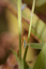 Colorful small cicada
