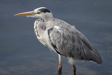Juvenile heron portrait