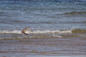 Beautiful sandpiper in flight
