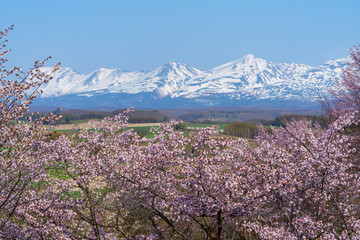上富良野町 深山峠 満開の桜 5月 （春の北海道・道北観光）