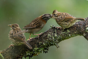 three little birds
bird feeding its a little birds
zonotricha capensis
Copeton 