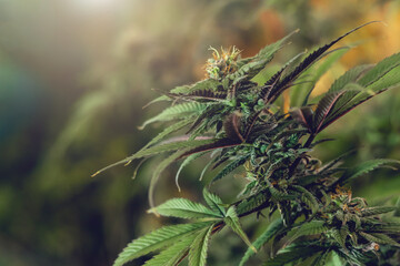 cannabis tree with sunshine background