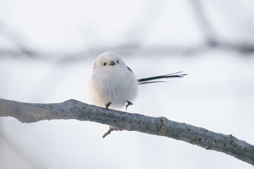 北海道三大かわいい　雪の妖精　シマエナガ
