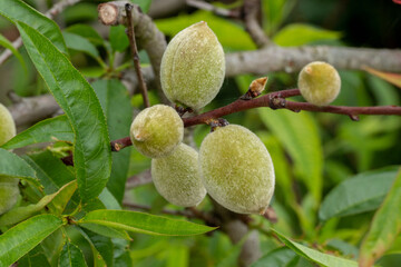 Green almonds on the tree branch