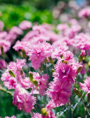 Flower meadow in summer with pink cornflowers. Sunlight.Centaurea cyanus. A field of wildflowers.